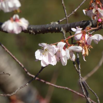 10月桜