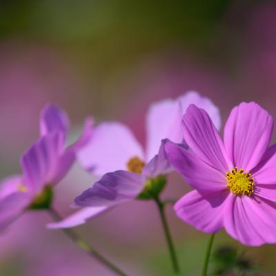 秋桜