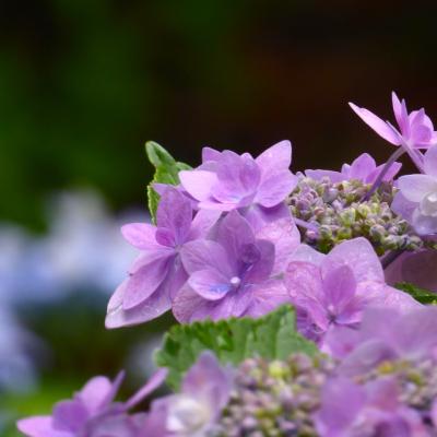 紫陽花