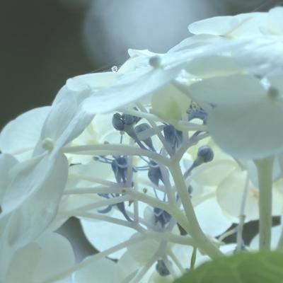紫陽花