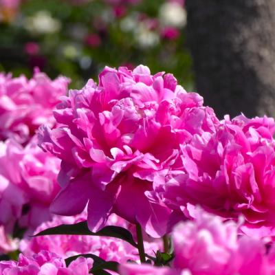 芍薬