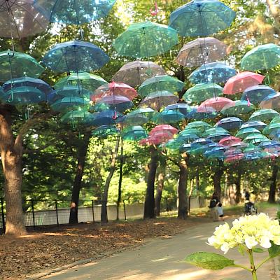 紫陽花