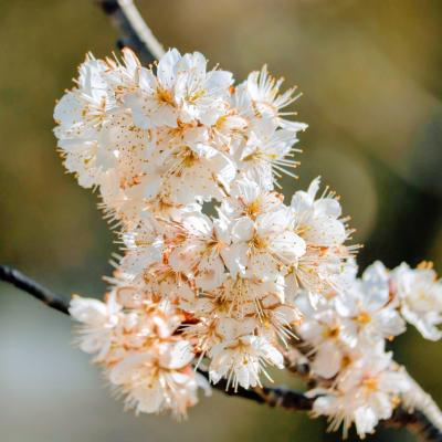 セイヨウミザクラ