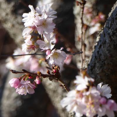 10月桜