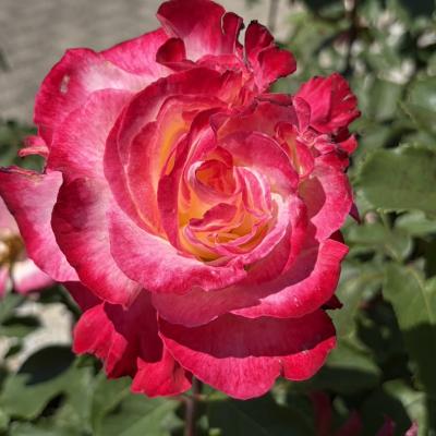 薔薇
