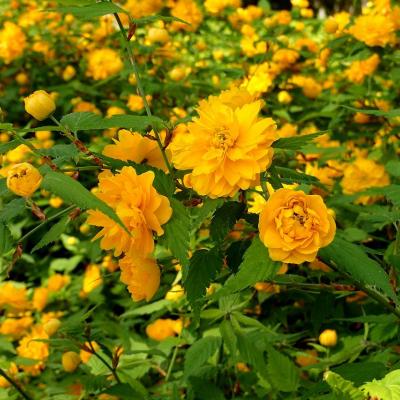 見頃になった八重のヤマブキ