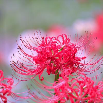 ヒガンバナ