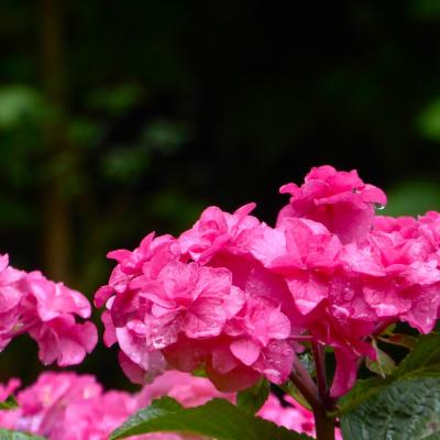 紫陽花