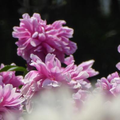 芍薬