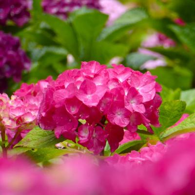 紫陽花