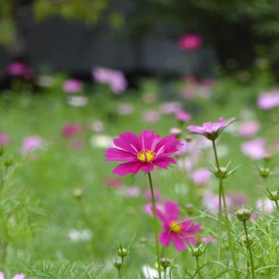 コスモス