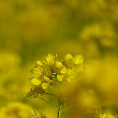 菜の花