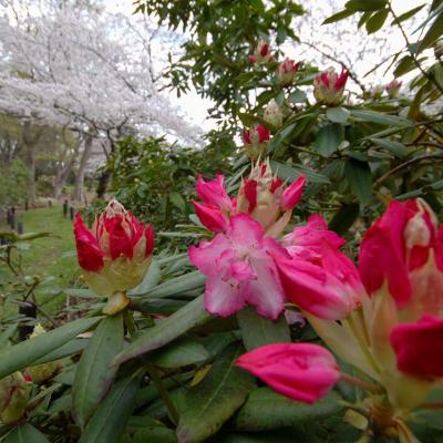 見頃になった桜をバックに咲き始めた石楠花