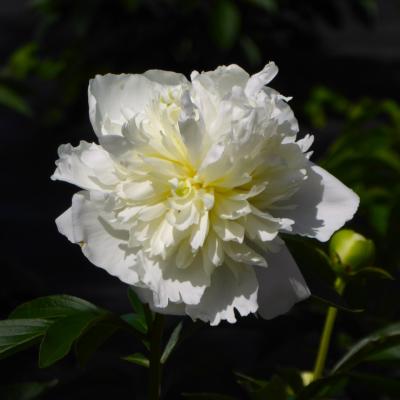 芍薬