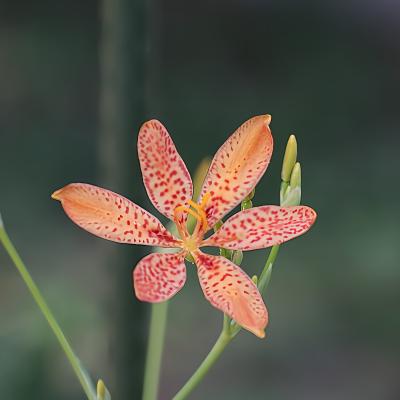 ヒオウギ