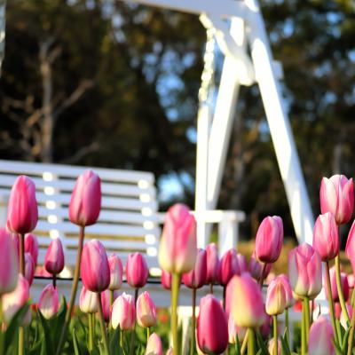 アイスチューリップ