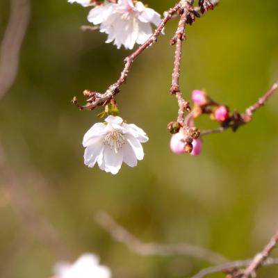 10月桜1