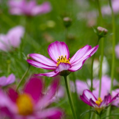 コスモス