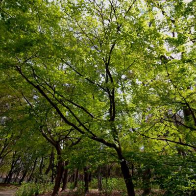 新緑も美しい
