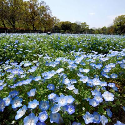 見頃が近づいたネモフィラ