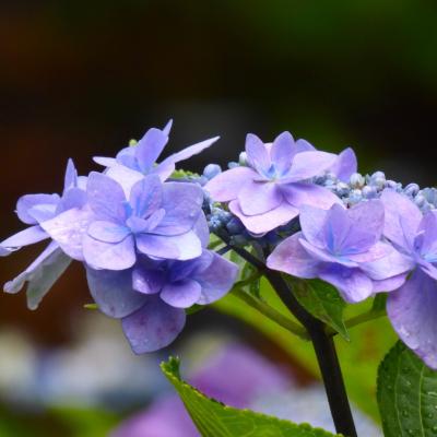 紫陽花
