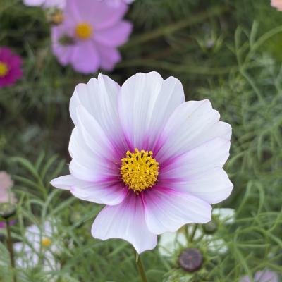 コスモス