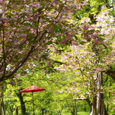 桜