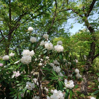 爽やかな新緑と石楠花