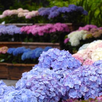紫陽花