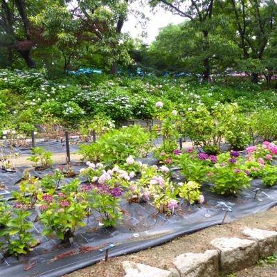 紫陽花