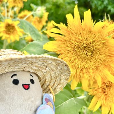ひまわり