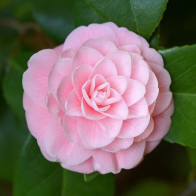 八重系ツバキ