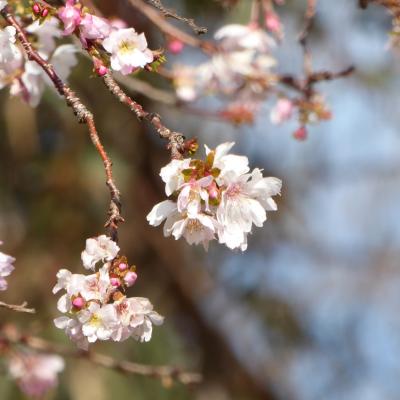 10月桜