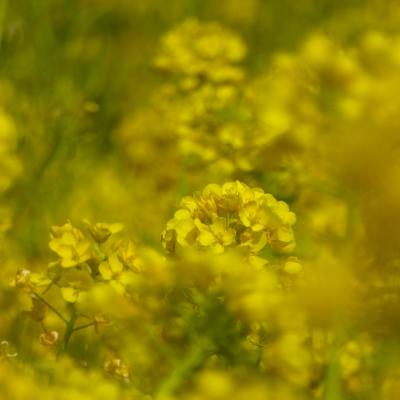菜の花