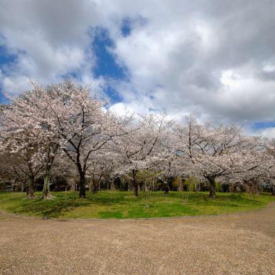 見頃になったソメイヨシノ