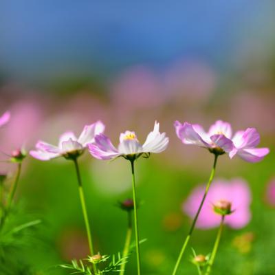 秋桜