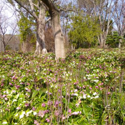 クリスマスローズ