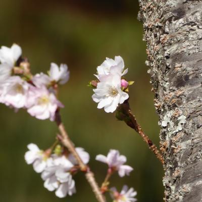 10月桜