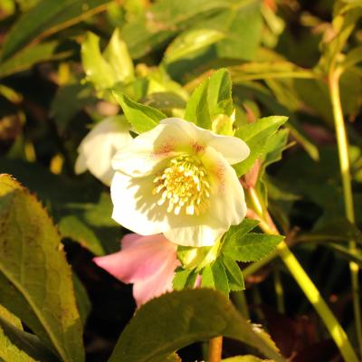 クリスマスローズ