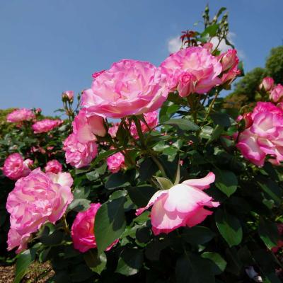 見頃が続くバラ
