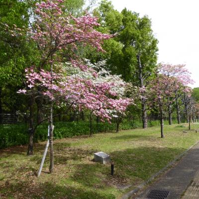 ハナミズキ