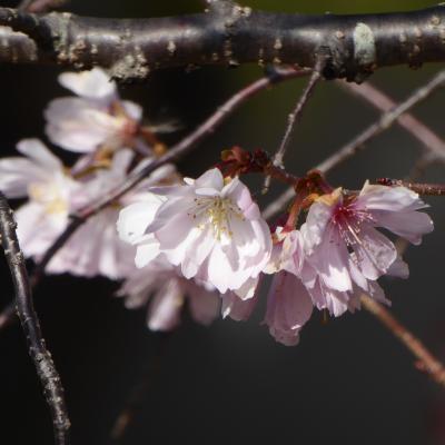 10月桜