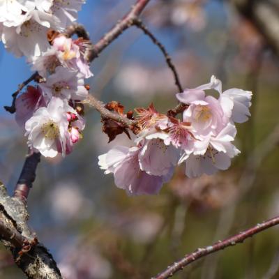 10月桜